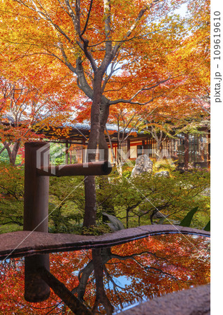 京都東山の秋 建仁寺 潮音庭の紅葉が手水鉢に映り込む 京都東山の秋 建仁寺 潮音庭の紅葉が手水鉢に映り込む 109619610