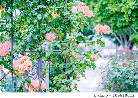 都心のオアシス大坂中之島公園で見頃を迎えた綺麗なバラを撮影 109619612
