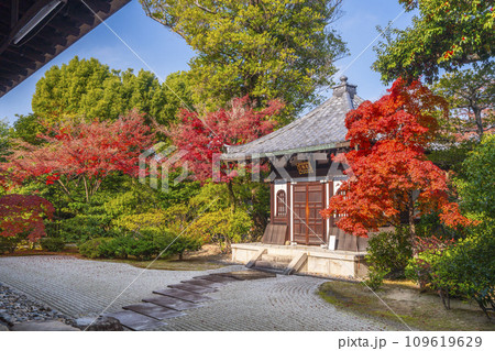 京都東山の秋　建仁寺　方丈から見た紅葉と納骨堂 109619629
