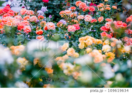 都心のオアシス大坂中之島公園で見頃を迎えた綺麗なバラを撮影 都心のオアシス大坂中之島公園で見頃を迎えた綺麗なバラを撮影 109619634