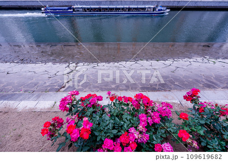 都心のオアシス大坂中之島公園で見頃を迎えた綺麗なバラを撮影 都心のオアシス大坂中之島公園で見頃を迎えた綺麗なバラを撮影 109619682
