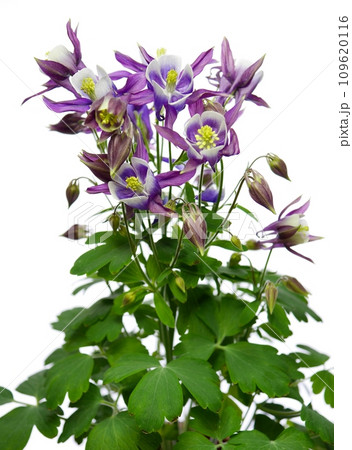 西洋オダマキ20220302 109620116