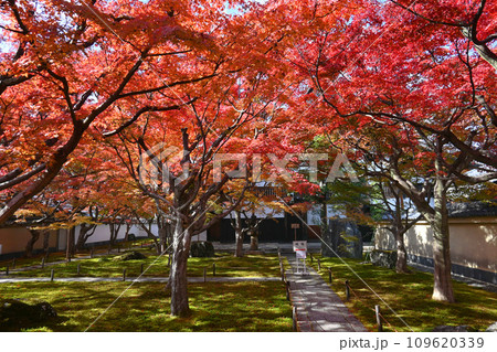 苔と紅葉が綺麗な京都市大徳寺 黄梅院前庭 109620339