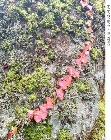 紅葉 109620494
