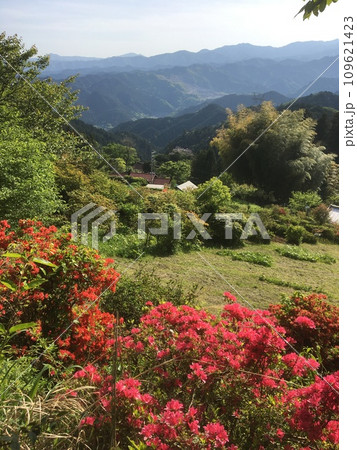 奥武蔵顔振峠に咲く真紅の躑躅と遠景の山山 109621423