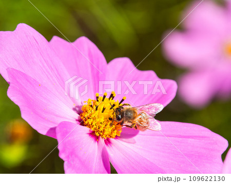 秋晴れの下、花いっぱいの明るく満開のコスモス畑で蜜を吸うミツバチ 109622130