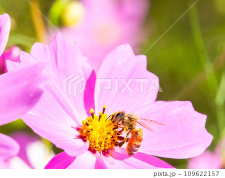 秋晴れの下、花いっぱいの明るく満開のコスモス畑で蜜を吸うミツバチ 秋晴れの下、花いっぱいの明るく満開のコスモス畑で蜜を吸うミツバチ 109622157