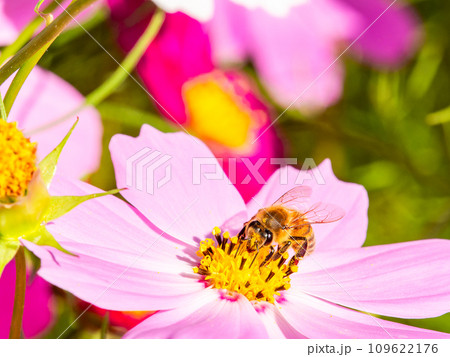 秋晴れの下、花いっぱいの明るく満開のコスモス畑で蜜を吸うミツバチ 109622176