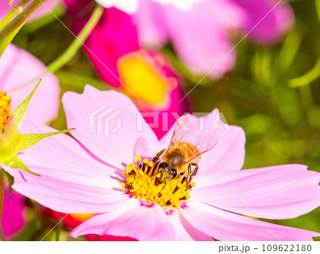 秋晴れの下、花いっぱいの明るく満開のコスモス畑で蜜を吸うミツバチ 109622180