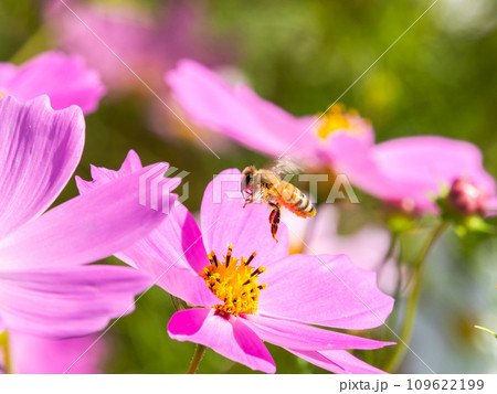 秋晴れの下、花いっぱいの明るく満開のコスモス畑で蜜を吸うミツバチ 109622199