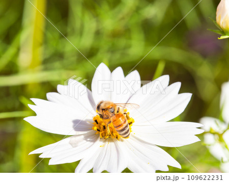 秋晴れの下、花いっぱいの明るく満開のコスモス畑で蜜を吸うミツバチ 109622231