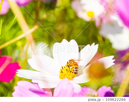 秋晴れの下、花いっぱいの明るく満開のコスモス畑で蜜を吸うミツバチ 109622266