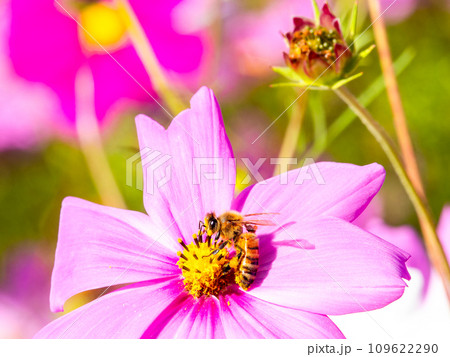 秋晴れの下、花いっぱいの明るく満開のコスモス畑で蜜を吸うミツバチ 秋晴れの下、花いっぱいの明るく満開のコスモス畑で蜜を吸うミツバチ 109622290