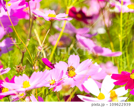 秋晴れの下、花いっぱいの明るく満開のコスモス畑で蜜を吸うミツバチ 秋晴れの下、花いっぱいの明るく満開のコスモス畑で蜜を吸うミツバチ 109622939