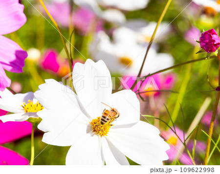 秋晴れの下、花いっぱいの明るく満開のコスモス畑で蜜を吸うミツバチ 109622998