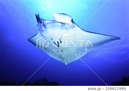 石垣島のマンタ 109622999
