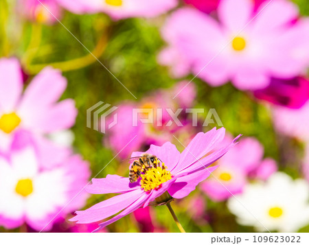 秋晴れの下、花いっぱいの明るく満開のコスモス畑で蜜を吸うミツバチ 109623022