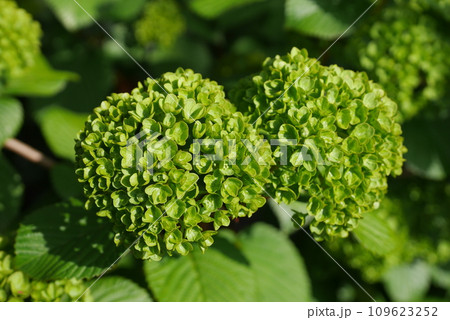 大手毬の蕾20220401 109623252