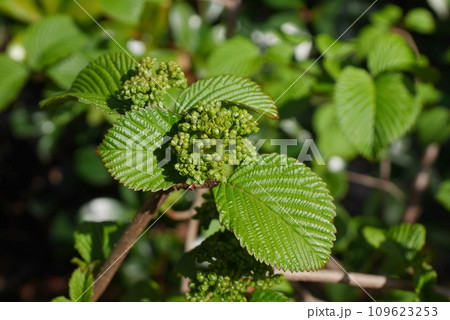 大手毬の蕾20220402 109623253