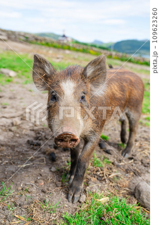 Wild boars feeding on green grain field in summer Wild pig hiding in agricultural country copy space Wild boars feeding on green grain field in summer Wild pig hiding in agricultural country copy space 109623260