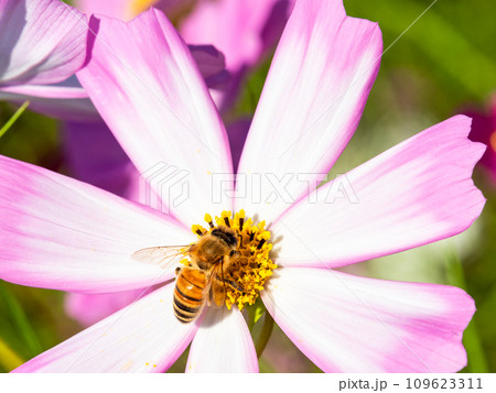 秋晴れの下、花いっぱいの明るく満開のコスモス畑で蜜を吸うミツバチ 109623311