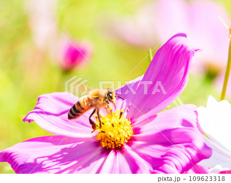 秋晴れの下、花いっぱいの明るく満開のコスモス畑で蜜を吸うミツバチ 109623318
