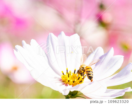 秋晴れの下、花いっぱいの明るく満開のコスモス畑で蜜を吸うミツバチ 109623320
