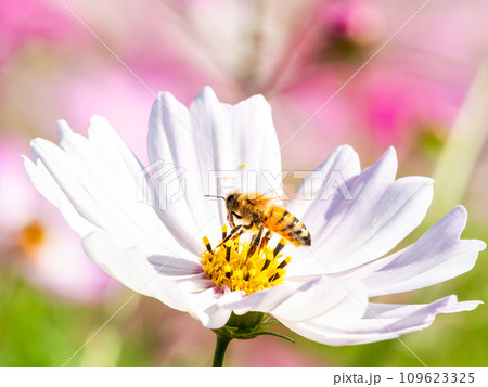 秋晴れの下、花いっぱいの明るく満開のコスモス畑で蜜を吸うミツバチ 秋晴れの下、花いっぱいの明るく満開のコスモス畑で蜜を吸うミツバチ 109623325