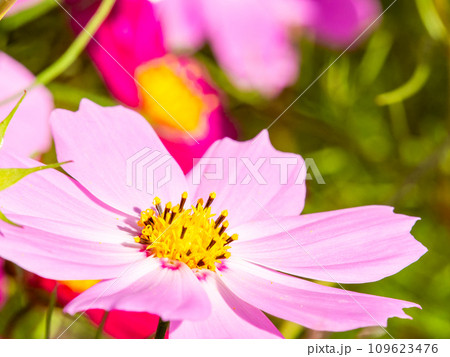 秋晴れの下、花いっぱいの明るく満開のコスモス畑 秋晴れの下、花いっぱいの明るく満開のコスモス畑 109623476