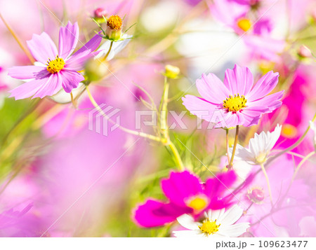 秋晴れの下、花いっぱいの明るく満開のコスモス畑 109623477