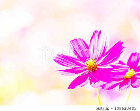 秋晴れの下、花いっぱいの明るく満開のコスモス畑 秋晴れの下、花いっぱいの明るく満開のコスモス畑 109623485