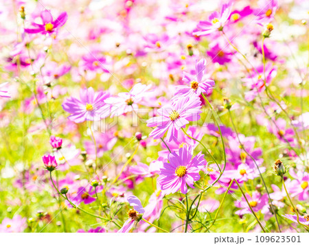 秋晴れの下、花いっぱいの明るく満開のコスモス畑 109623501