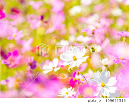 秋晴れの下、花いっぱいの明るく満開のコスモス畑 109623516