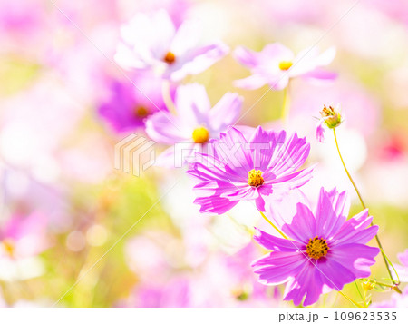 秋晴れの下、花いっぱいの明るく満開のコスモス畑 109623535