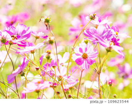 秋晴れの下、花いっぱいの明るく満開のコスモス畑 109623544