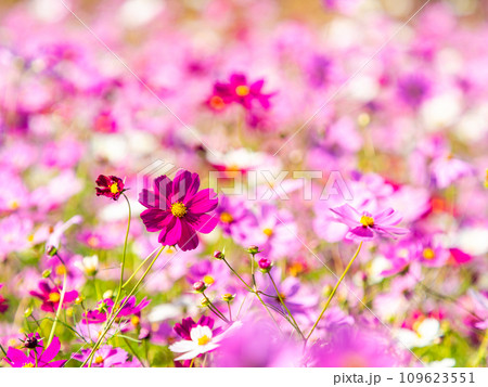 秋晴れの下、花いっぱいの明るく満開のコスモス畑 109623551