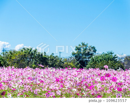 秋晴れの下、花いっぱいの明るく満開のコスモス畑 秋晴れの下、花いっぱいの明るく満開のコスモス畑 109623557