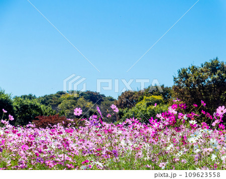 秋晴れの下、花いっぱいの明るく満開のコスモス畑 秋晴れの下、花いっぱいの明るく満開のコスモス畑 109623558