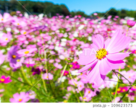 秋晴れの下、花いっぱいの明るく満開のコスモス畑 109623573