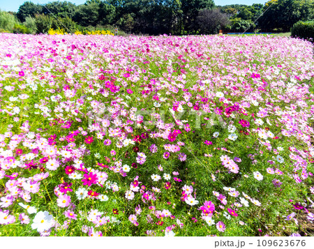 秋晴れの下、花いっぱいの明るく満開のコスモス畑 109623676