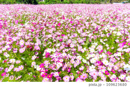 秋晴れの下、花いっぱいの明るく満開のコスモス畑 秋晴れの下、花いっぱいの明るく満開のコスモス畑 109623680