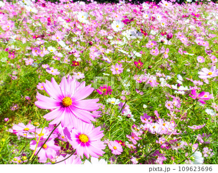 秋晴れの下、花いっぱいの明るく満開のコスモス畑 秋晴れの下、花いっぱいの明るく満開のコスモス畑 109623696