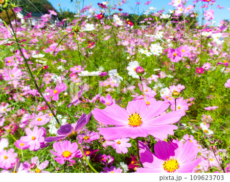秋晴れの下、花いっぱいの明るく満開のコスモス畑 秋晴れの下、花いっぱいの明るく満開のコスモス畑 109623703