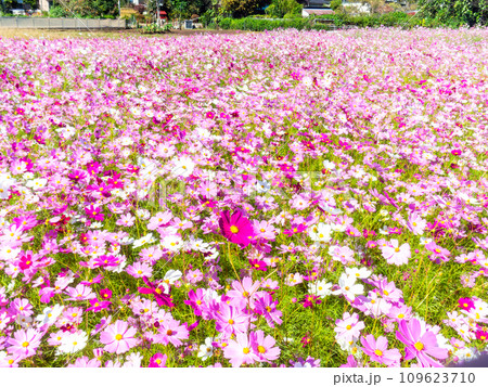 秋晴れの下、花いっぱいの明るく満開のコスモス畑 109623710