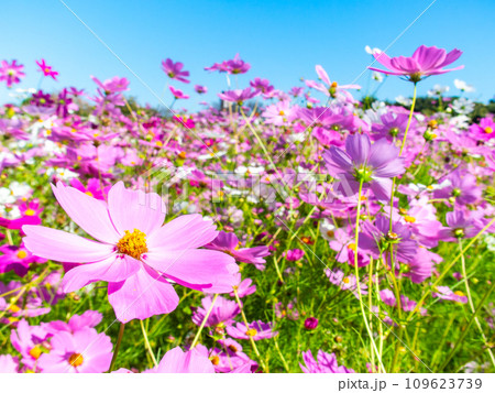 秋晴れの下、花いっぱいの明るく満開のコスモス畑 109623739