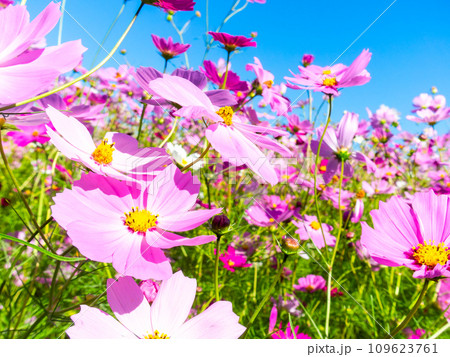 秋晴れの下、花いっぱいの明るく満開のコスモス畑 秋晴れの下、花いっぱいの明るく満開のコスモス畑 109623761