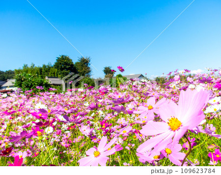 秋晴れの下、花いっぱいの明るく満開のコスモス畑 109623784
