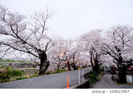 岐阜県大垣市_犀川堤の桜並木9_2023年3月 岐阜県大垣市_犀川堤の桜並木9_2023年3月 109623867