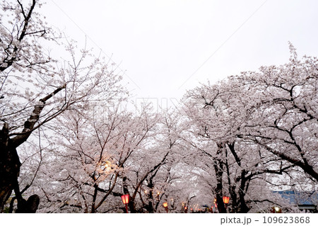 岐阜県大垣市_犀川堤の桜並木10_2023年3月 109623868