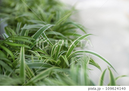 オリヅルラン　折鶴蘭 109624140